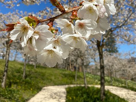 Alnwick Garden Cherry Blossom In Bloom - Amy's Chapter