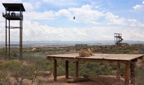 A Zip Line At Out Of Africa Wildlife Park Editorial Stock Image - Image ...