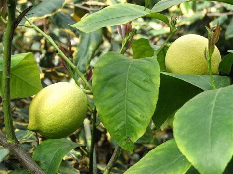 Lemon Seed Germination Growing From Seed Citrus Gardening Tips