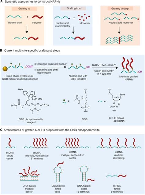 Multi Site Specific Polymer Grafting From Nucleic Acids Chem