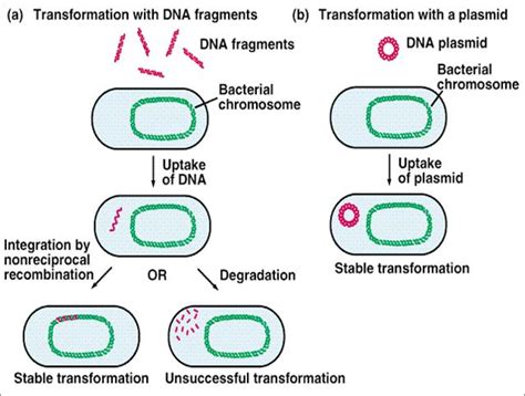 Bacterial Genetics Microbiology Medbullets Step