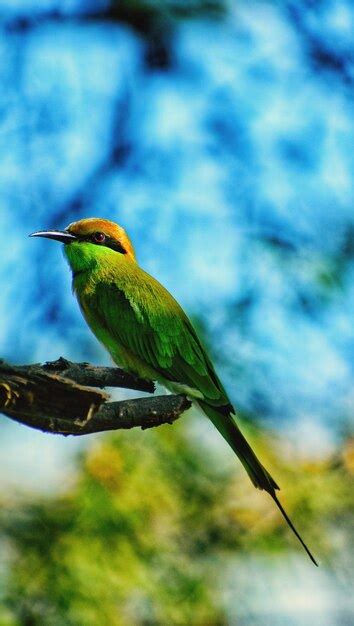 Un pájaro comedor de abejas verde posado en una rama Foto Premium