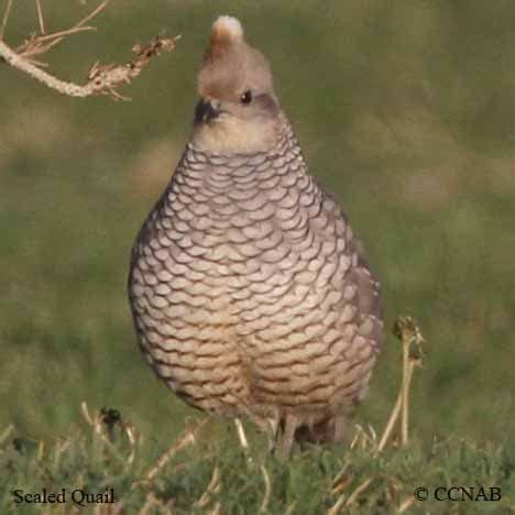 Scaled Quail (Callipepla squamata) - SCQU