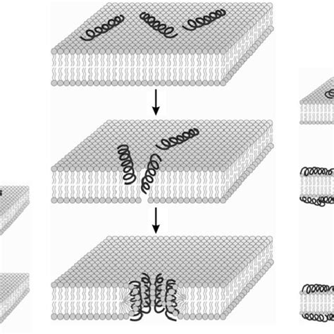 The Models Of The Formation Of Pores In The Bacterial Membrane Due To Download Scientific