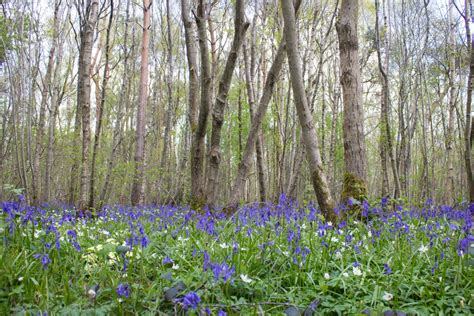 Free Images Landscape Nature Forest Field Meadow Prairie Countryside Flower Spring