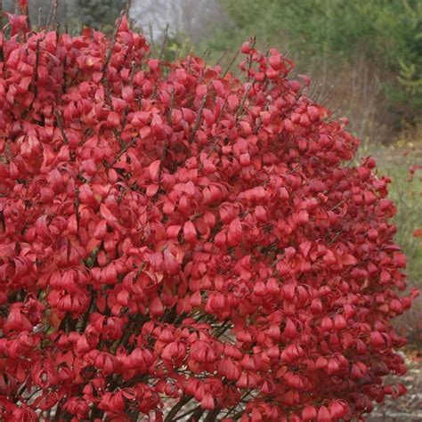 Euonymus Alatus Chicago Fire Trzmielina Oskrzydlona