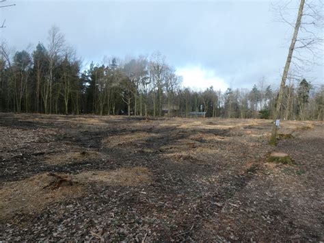 Cleared Woodland At Stover Country Park David Smith Cc By Sa