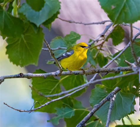 Blue Winged Warbler 10 10 2023 Michael Pino Flickr