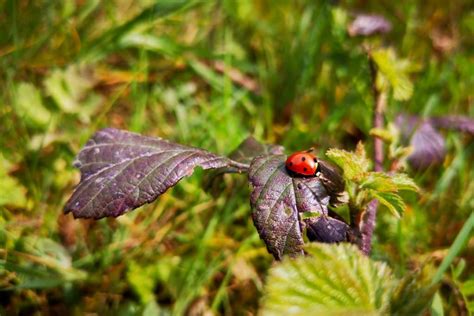 Inventaire De La Faune Et La Flore Terrestre ExEco Environnement