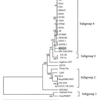 Phylogenetic Analysis Based On Nucleotide Sequences Of The Full Length