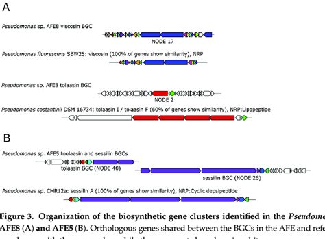 Organization Of The Biosynthetic Gene Clusters Identified In The