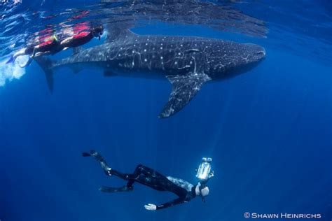 Whale Sharks – Isla Mujeres, Mexico 2012 | Blue Sphere Media