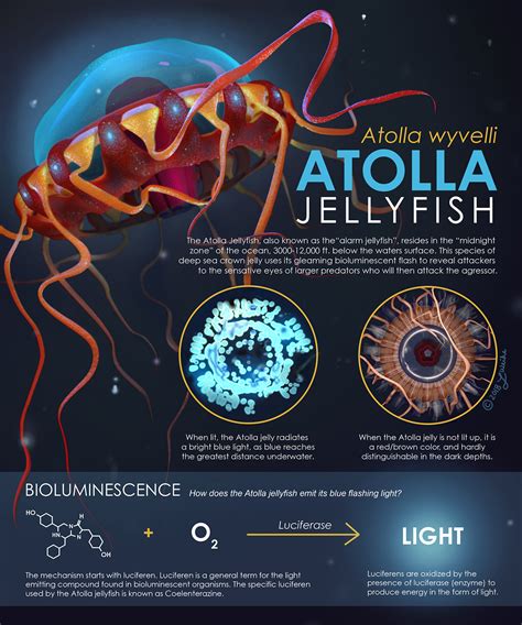 Atolla Jellyfish — LOGAN WEIHE