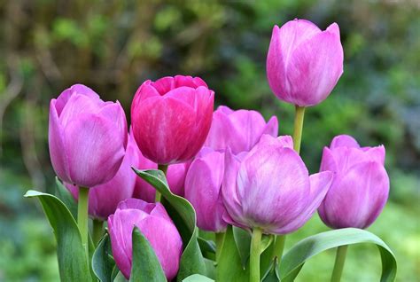 Tulip Flower Purple Pink Mothers Day Nature Photography Garden Ramo De Tulipanes