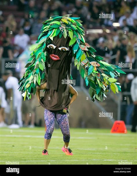 Stanford Tree Football