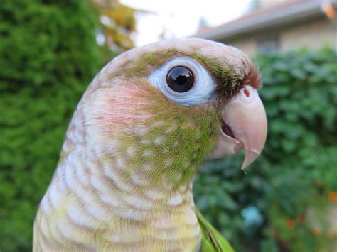 Yoshi The Green Cheek Conure By Annie Gavin Conure Pet Birds