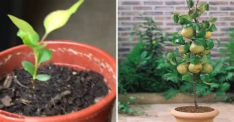 C Mo Cultivar Un Rbol De Pera En Macetas A Partir De Una Semilla Una