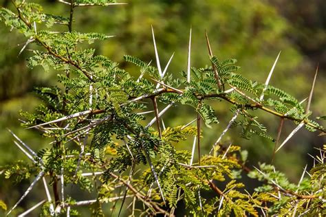 What Are The Types Of Trees With Thorns Plantglossary