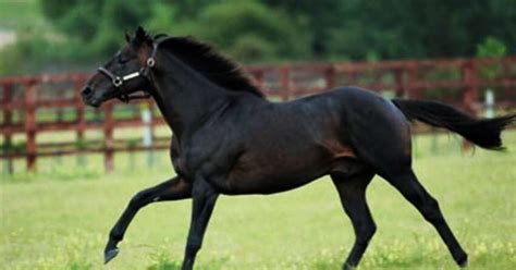 Conheça as principais raças de cavalo