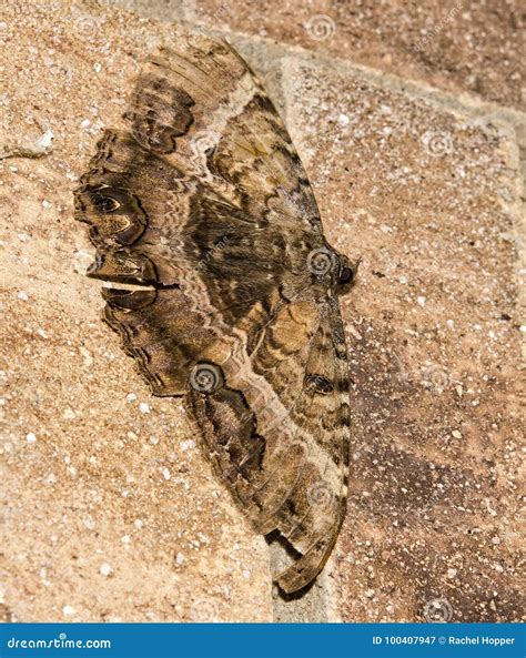 Macro Del Odorata Negro De Ascalapha De La Polilla De La Bruja Que