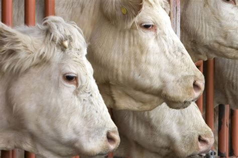 Une Agricultrice Accusée De Cruauté Envers Les Animaux La Presse