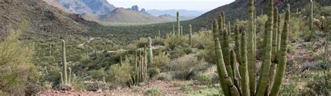 Organ Pipe Cactus National Monument Us National Park Service