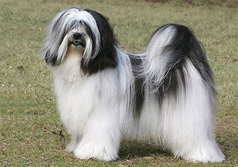 Tibetan Terrier Breeds