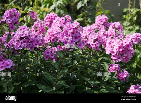 Phlox Paniculata Eva Cullum Stock Photo Alamy