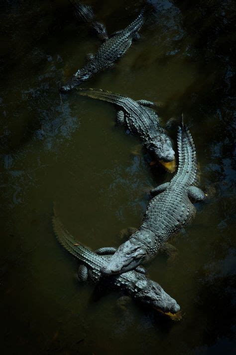 14 Gustave crocodile ideas in 2021 | gustave crocodile, animals, sea ...