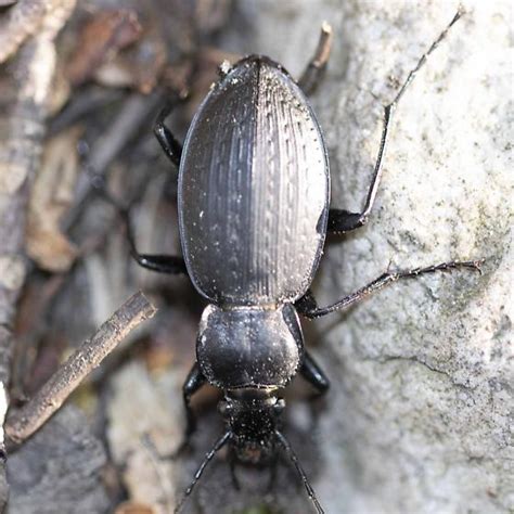 Snail Eating Beetle Carabus Vinctus Bugguide Net