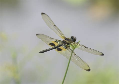 Rhythemis Phyllis Yellow Striped Flutterer Flickr