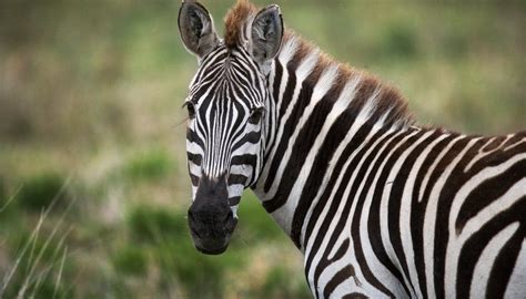 What Are Three Adaptations of a Zebra? | Sciencing