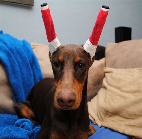 How Much Does It Cost To Crop A Dobermans Ears