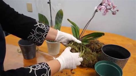 How To Take Care Of An Orchid Plant - Warexamination15