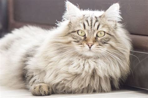 How Much Does A Siberian Cat Cost Saeroa