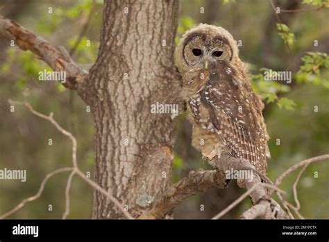 Mexican Northern Spotted Owl Hi Res Stock Photography And Images Alamy