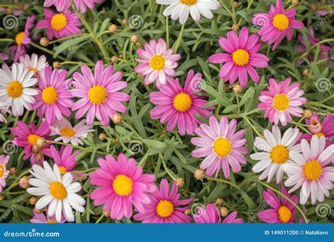 Argyranthemum Frutescens Paris Daisy Marguerite Daisy Perennial