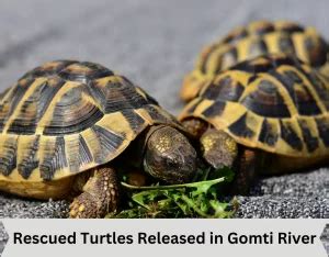 Rescued Turtles Released In Gomti River Forumias