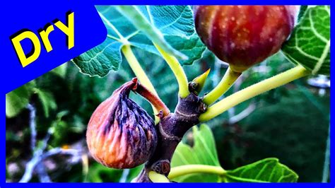 Fig Tree Fruit Drop Dried Figs Youtube