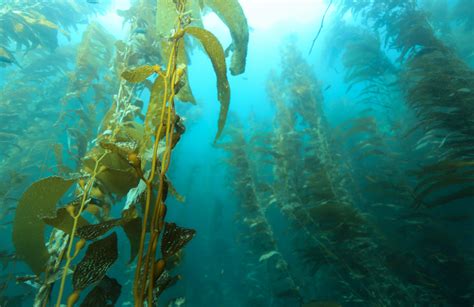 Kelp Forests are Surprisingly Resilient to Unprecedented Warming - LTER