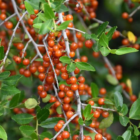 Weeping Yaupon Holly Buchanans Native Plants