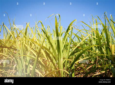 Cane Sugar Tree Plantation Farm And Green Leaves Agriculture Asia In