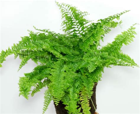 Fern Sword Or Boston