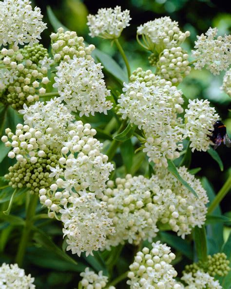 Ice Ballet Swamp Milkweed Dutchgrown™