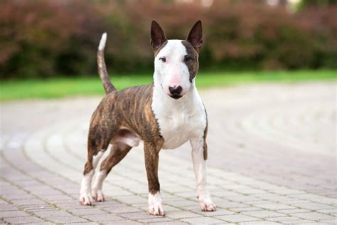 36 Bull Terrier Mixes You'll Want to Bring Home (With Pictures)