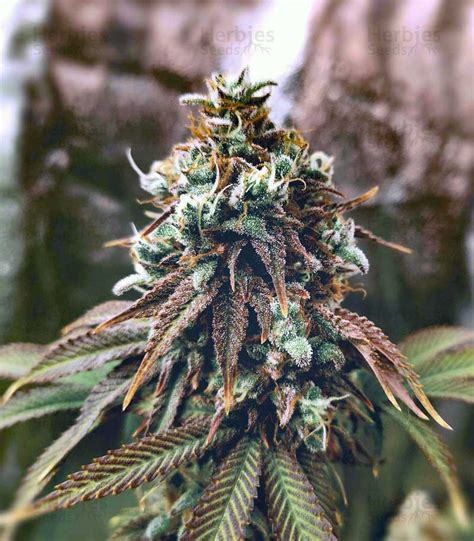 Buy Grand Daddy Purp 🌿 regular seeds by Grand Daddy Genetics Seeds ...