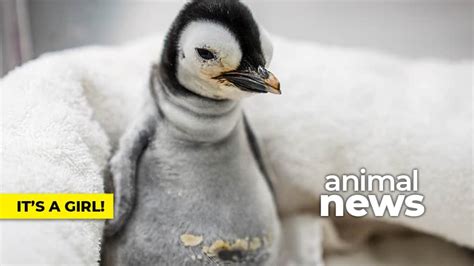WATCH — Why this baby emperor penguin is so special | videoclip | Kids News