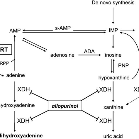 Diagnosis Of Complete Adenine Phosphoribosyltransferase Aprt