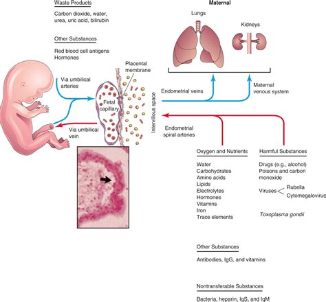 Placenta And Fetal Membranes Clinical Tree