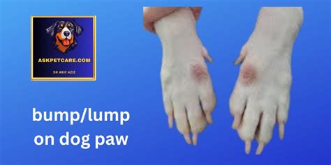 Lump On Dog Paw Dr Understanding And Addressing